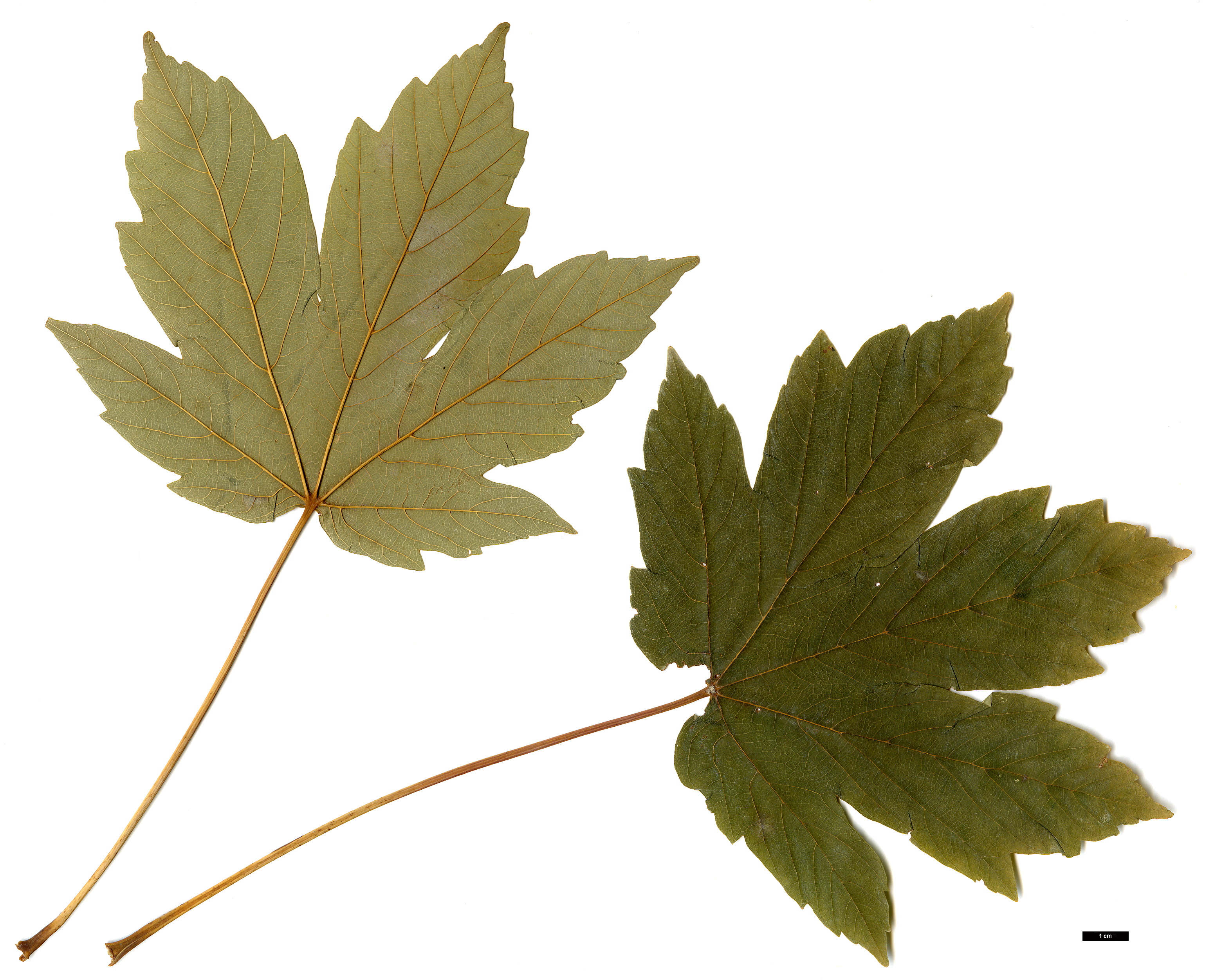 High resolution image: Family: Sapindaceae - Genus: Acer - Taxon: heldreichii - SpeciesSub: subsp. trautvetteri